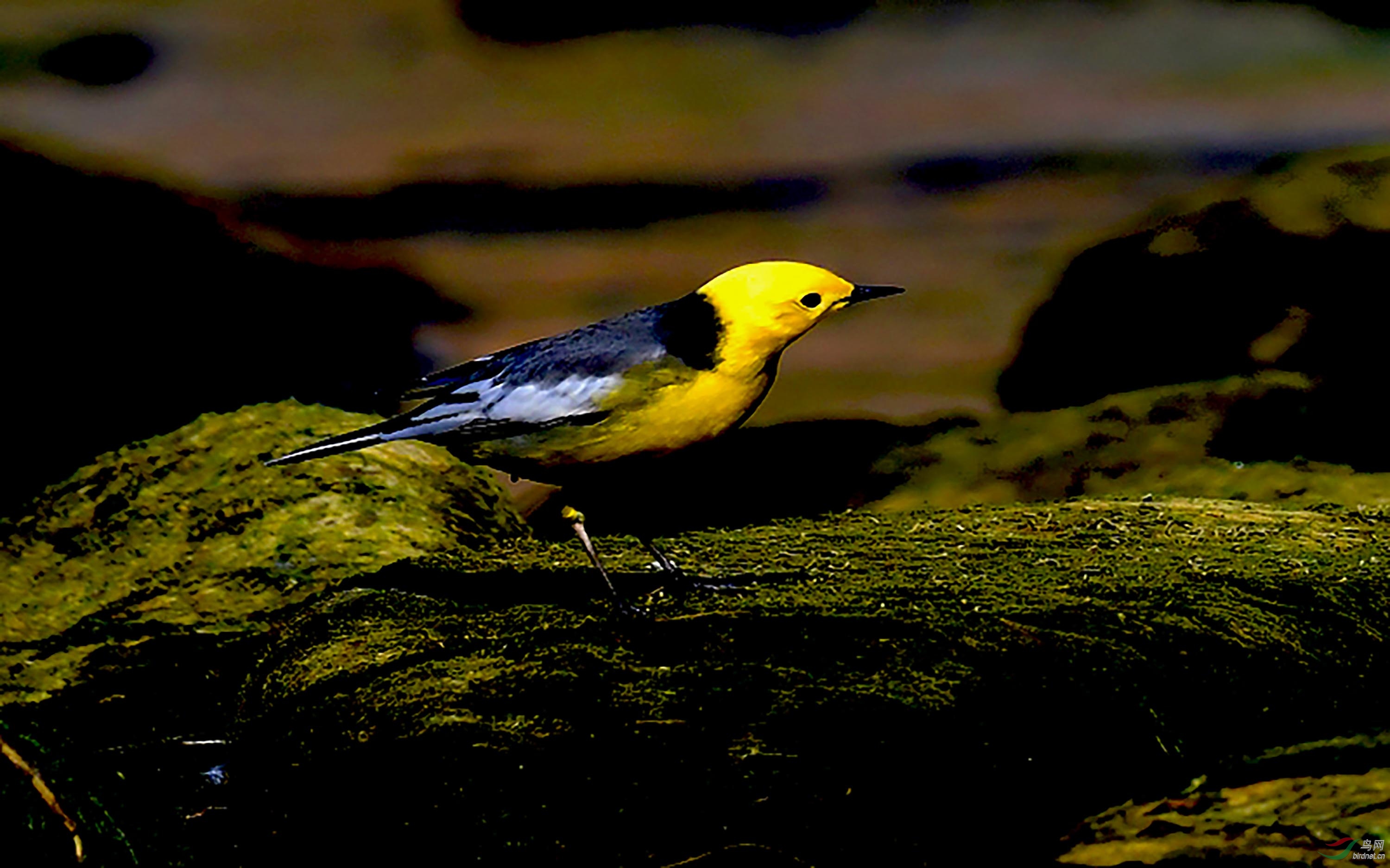 黄头鹡鸰摄于北京清河