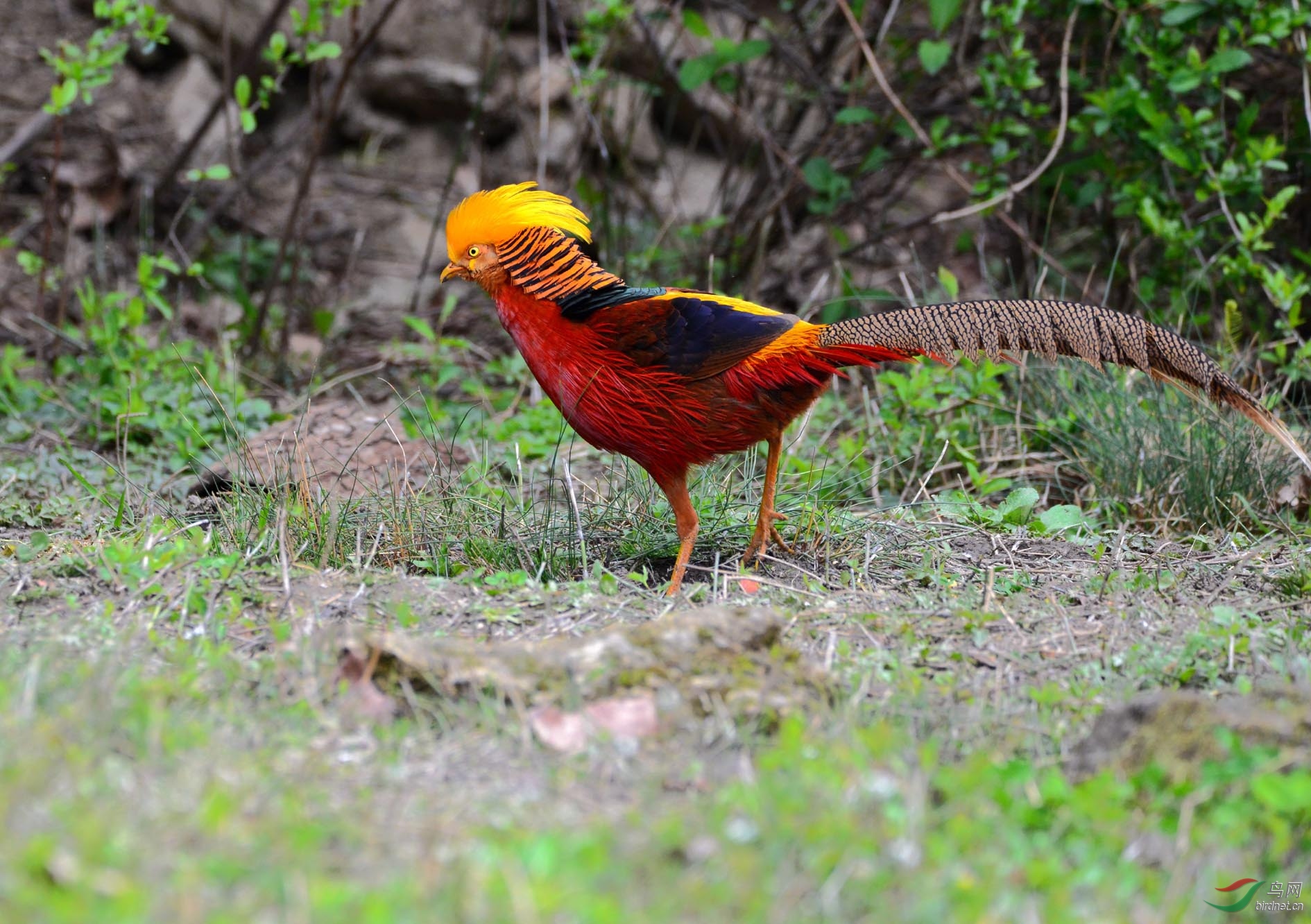 DSC_4426.JPG