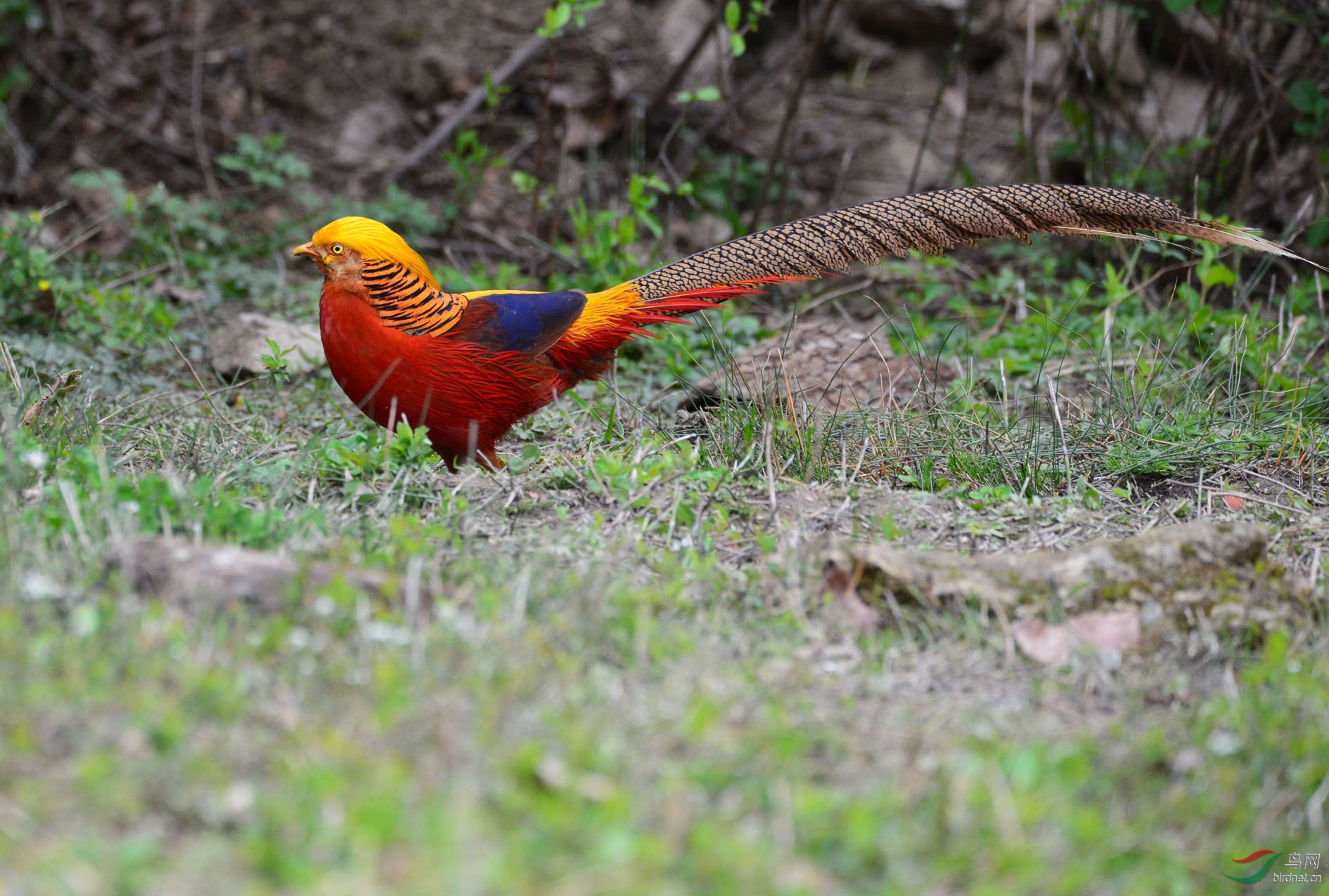 DSC_4435.JPG
