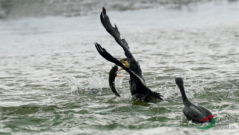 ����һ��