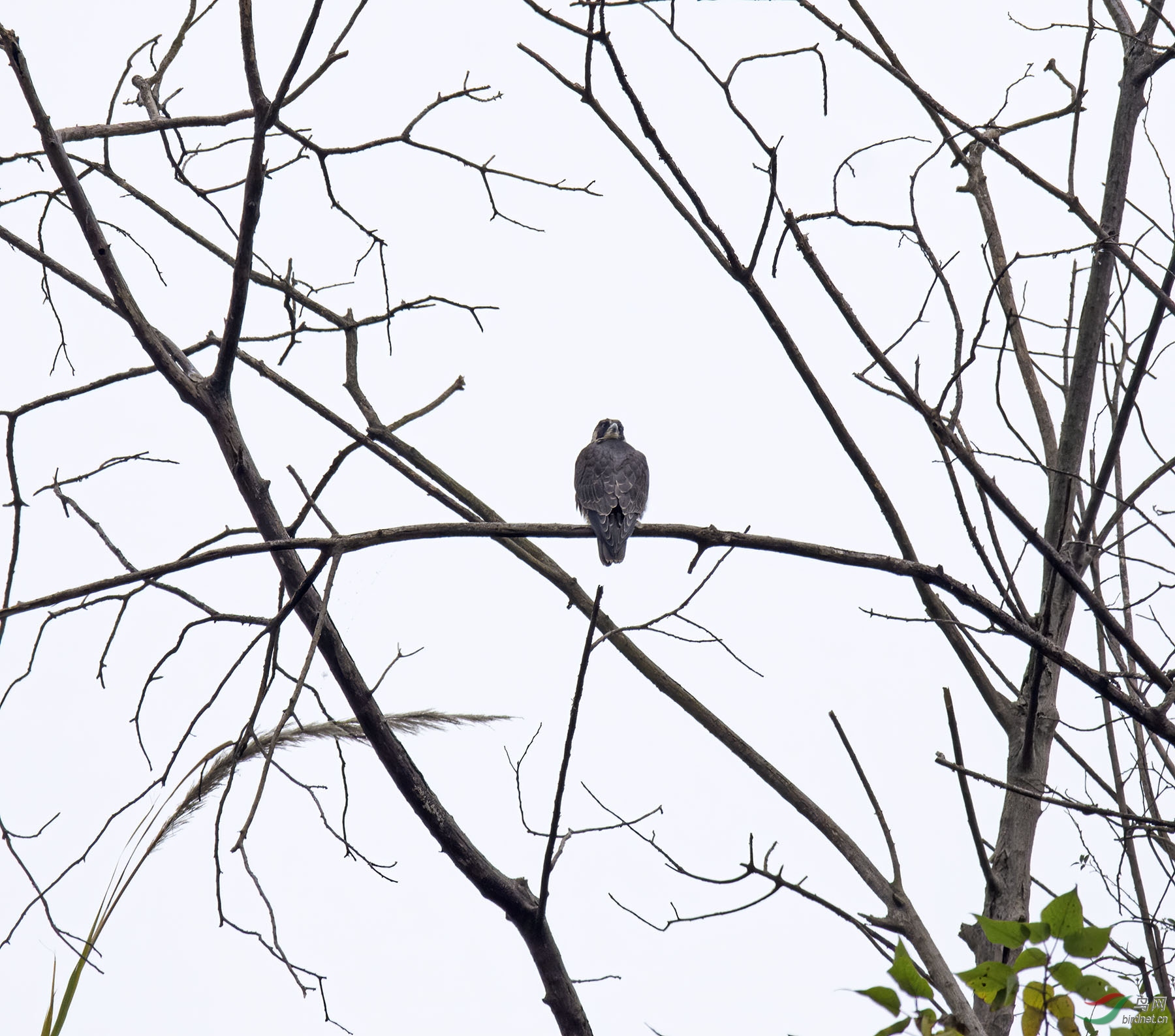 �ֲ���180��