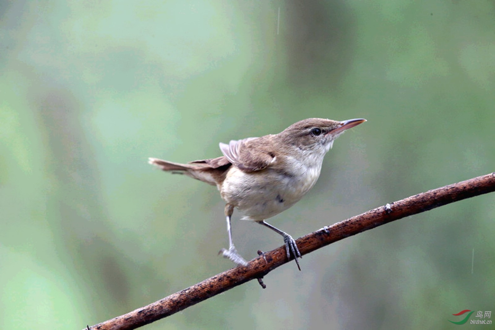 DJ4W9819��έݺ.jpg