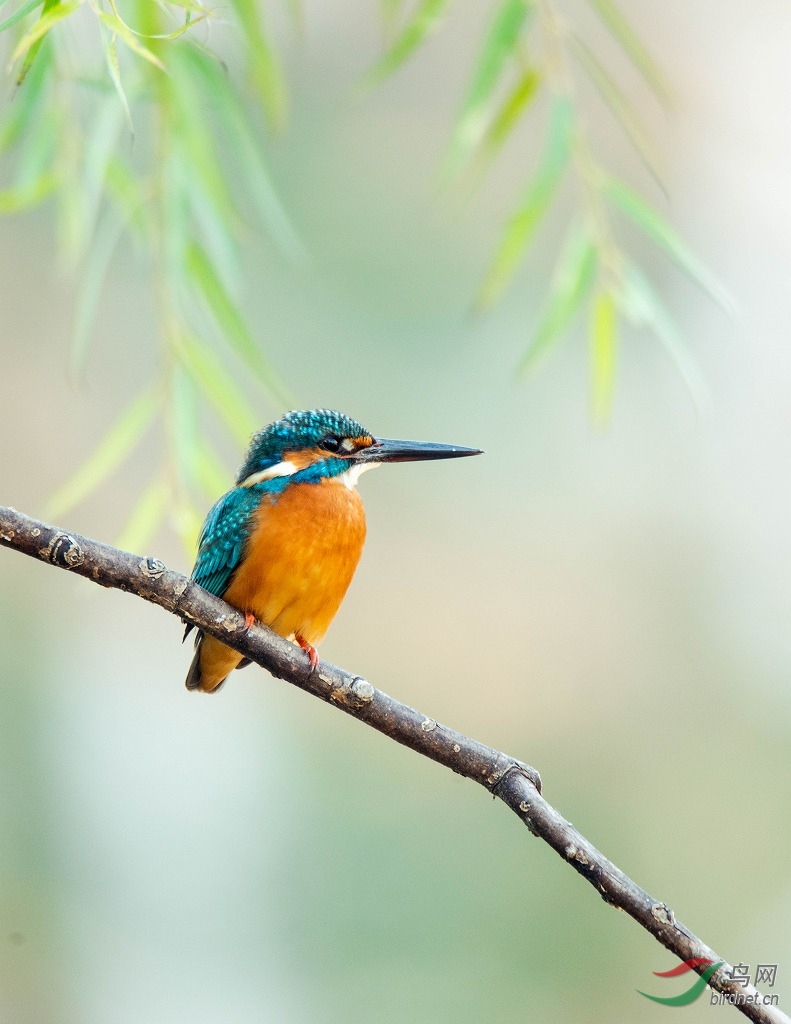 DSC_9021-3.jpg