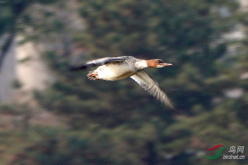 DSC09758.jpg