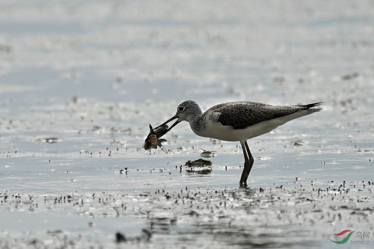 ������ô��