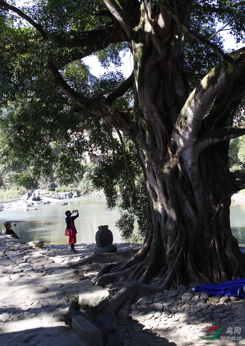 云水谣的榕树下