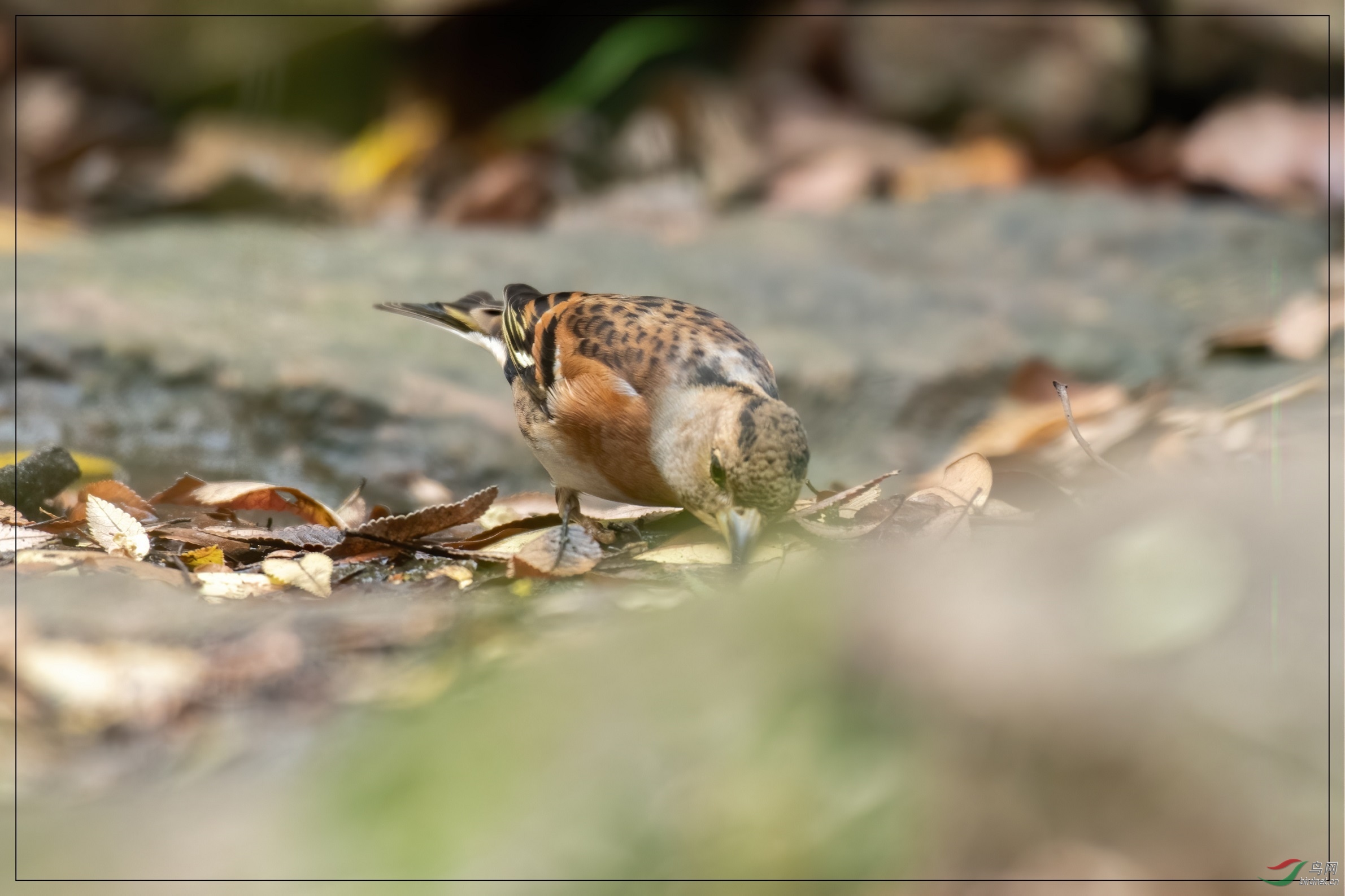 6.68�ף���ϧ���ڵ��˸�ͷ��