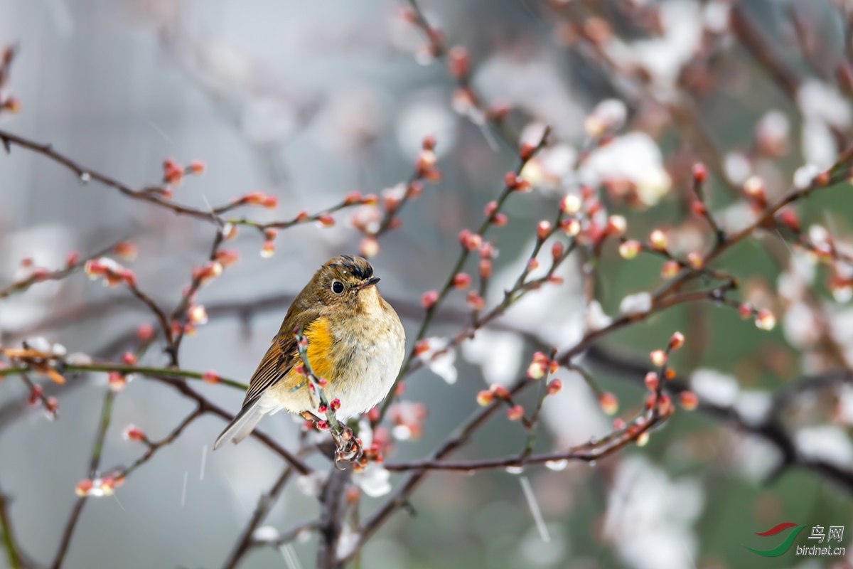 雪梅与鸟儿