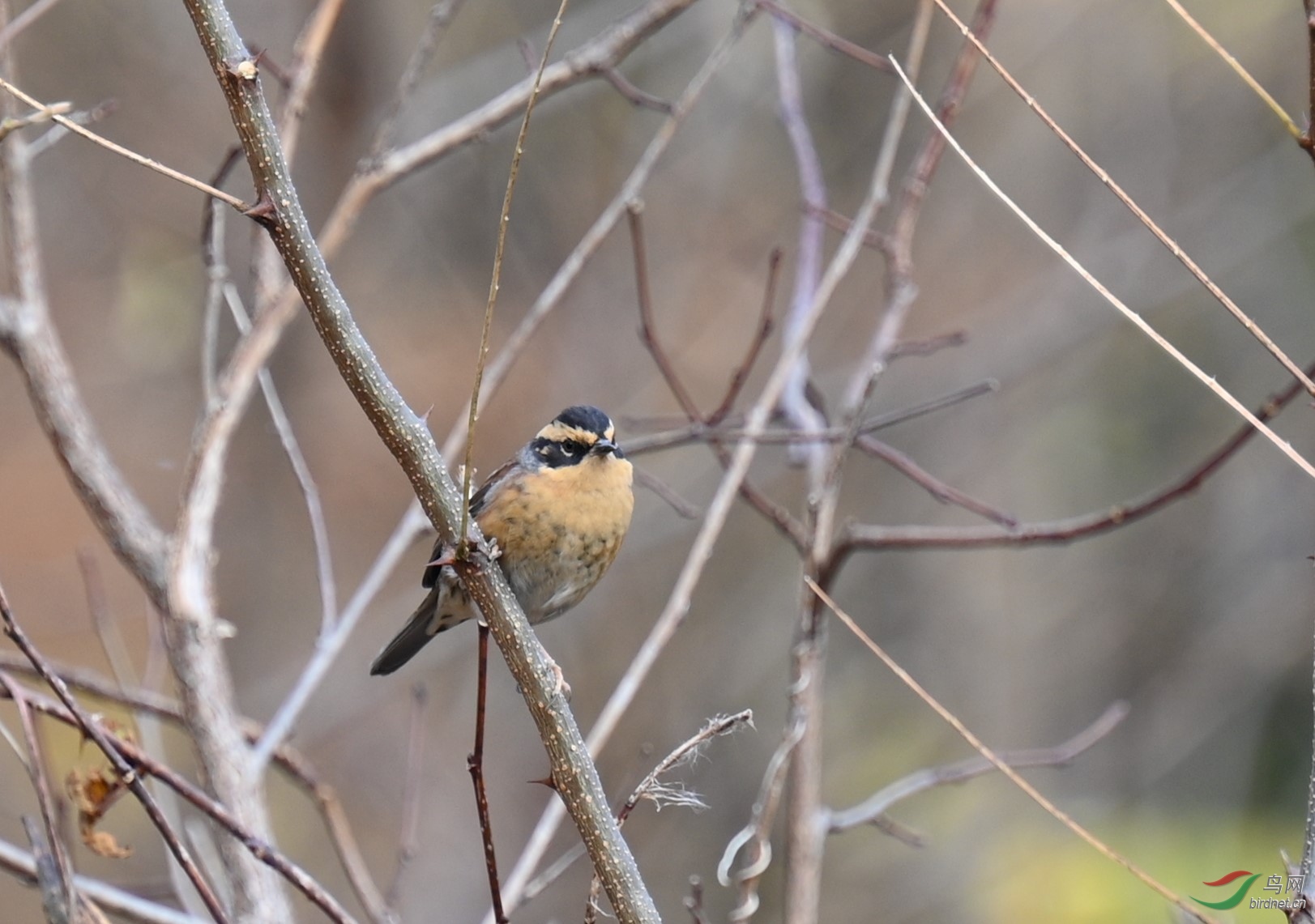 DSC_9666.jpg