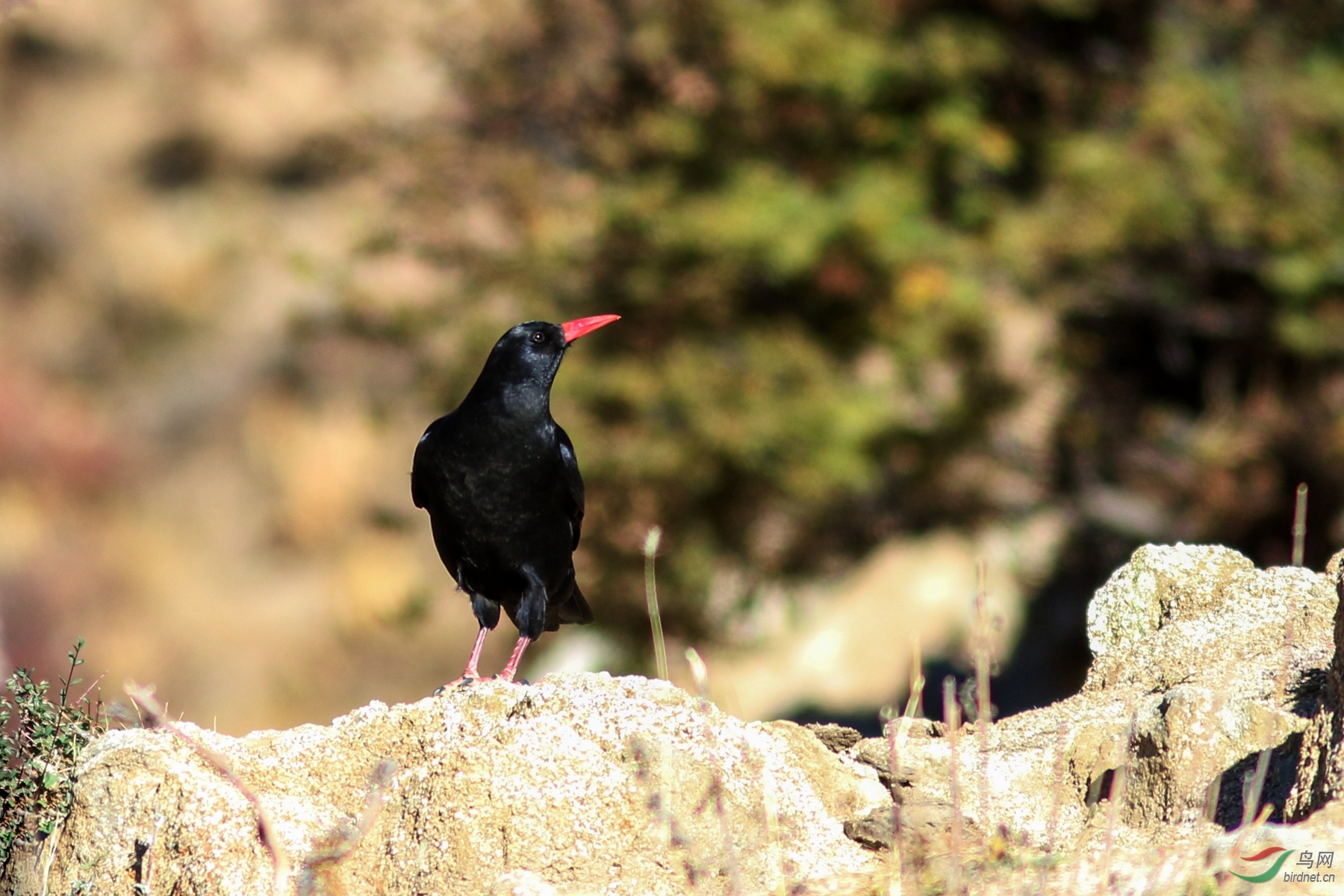 红嘴乌鸦