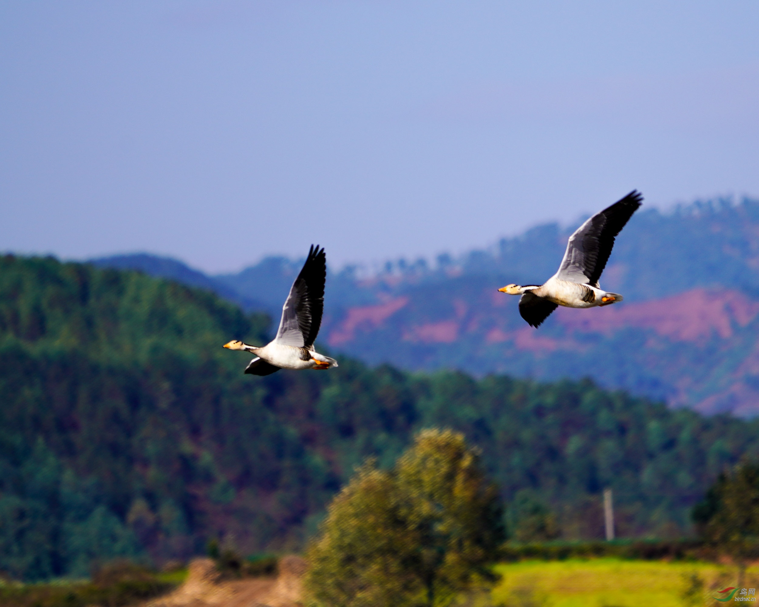 ����˫��