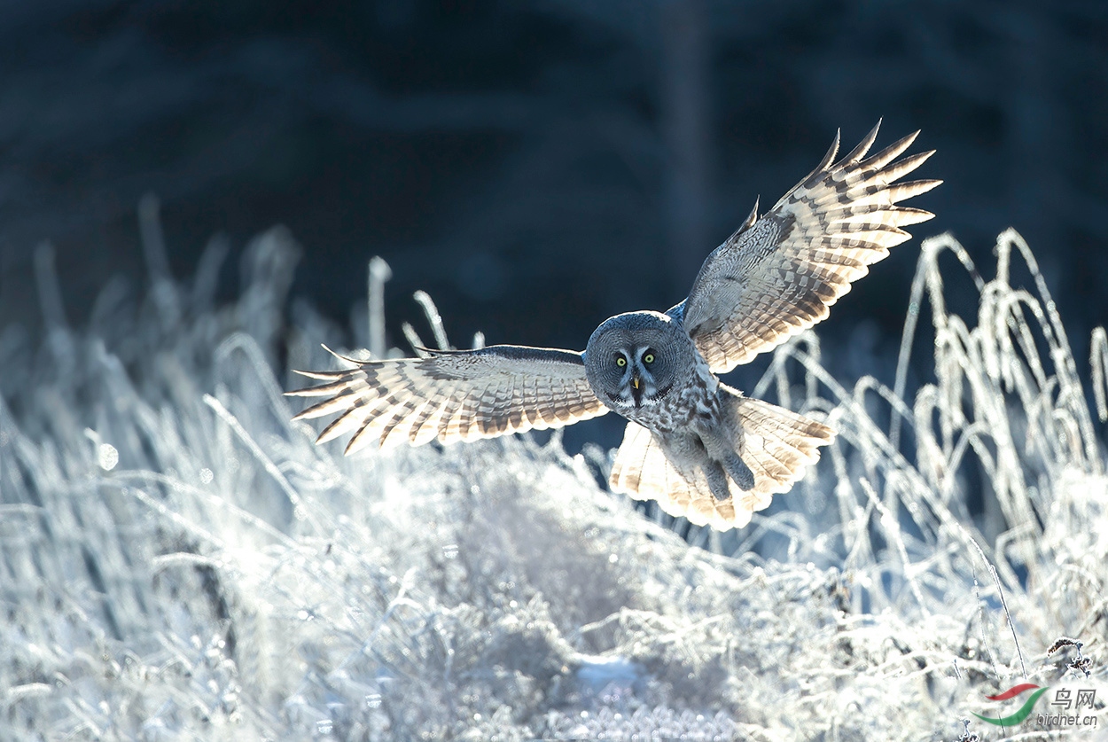 雪中乌林鸮贺获鸟类精华