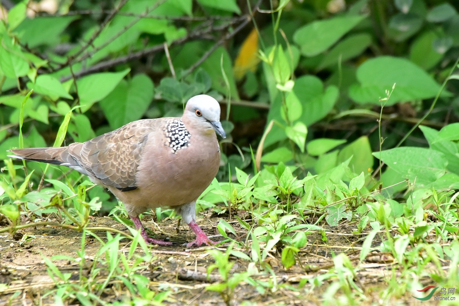 珠頸斑鳩