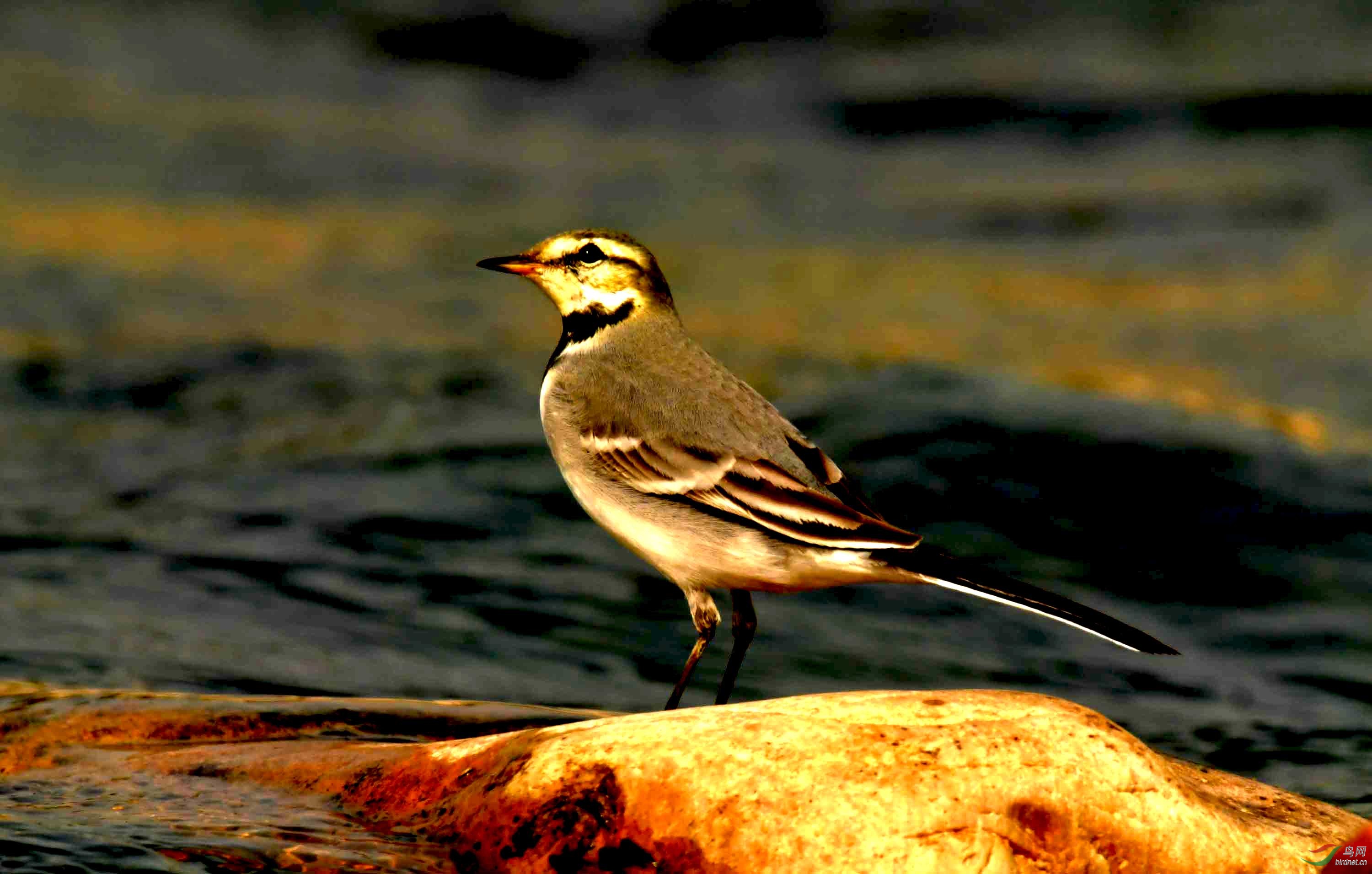 灰鹡鸰摄于北京清河