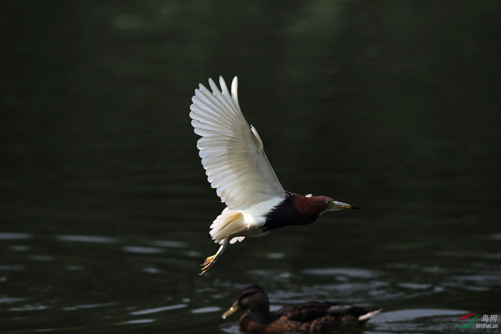 DJ4W2239.JPG