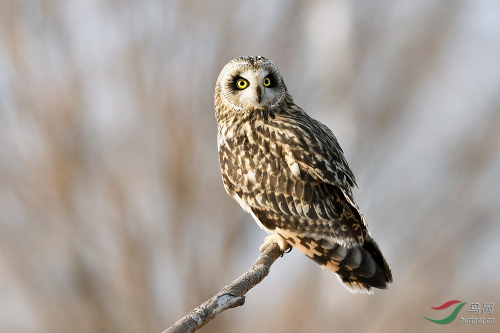 短耳鸮(祝贺荣获首页鸟类精华)