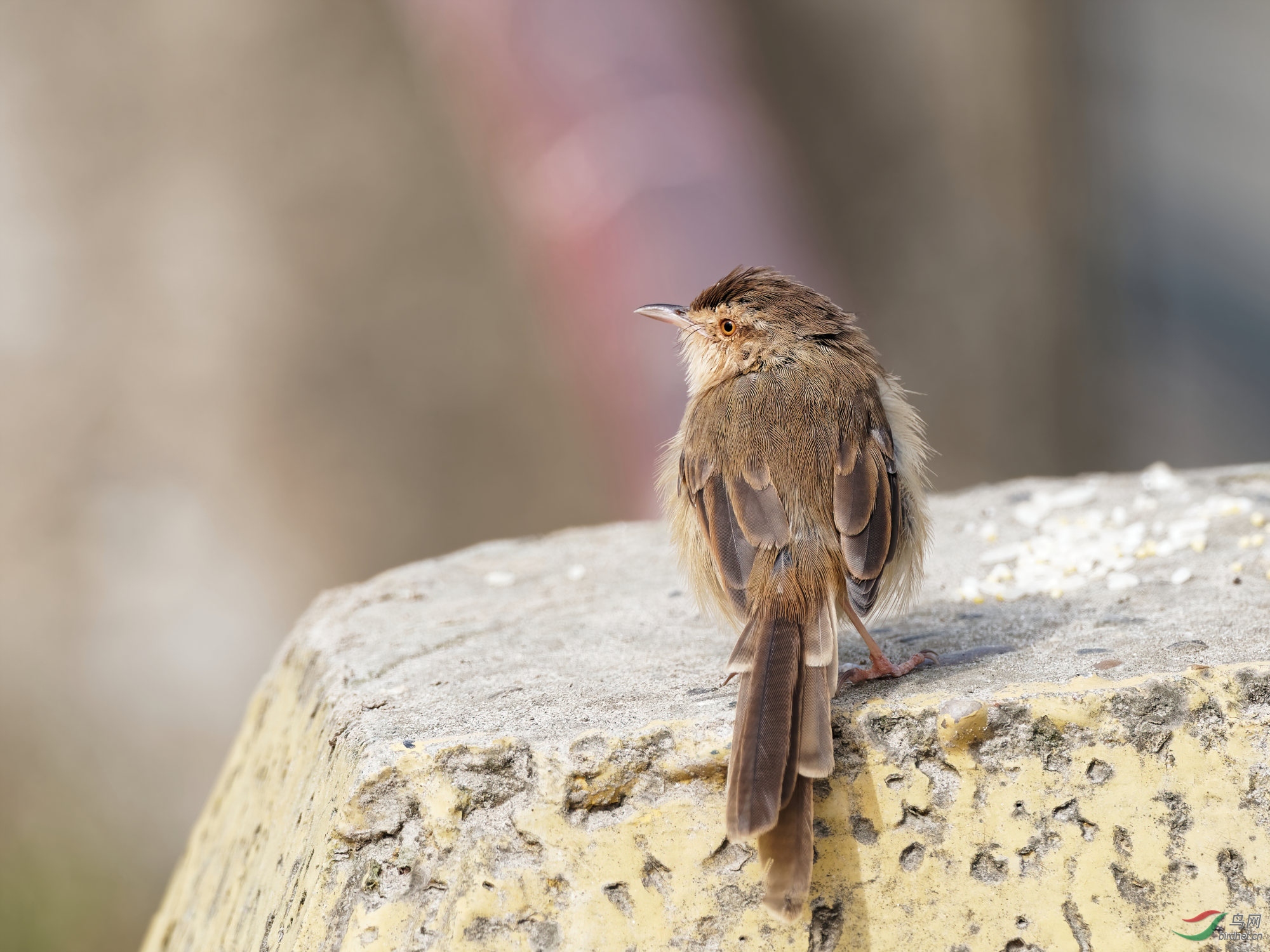 PB020003_DxO-d2.jpg