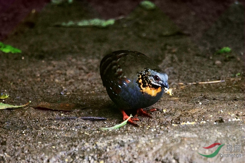 ���ɽ���