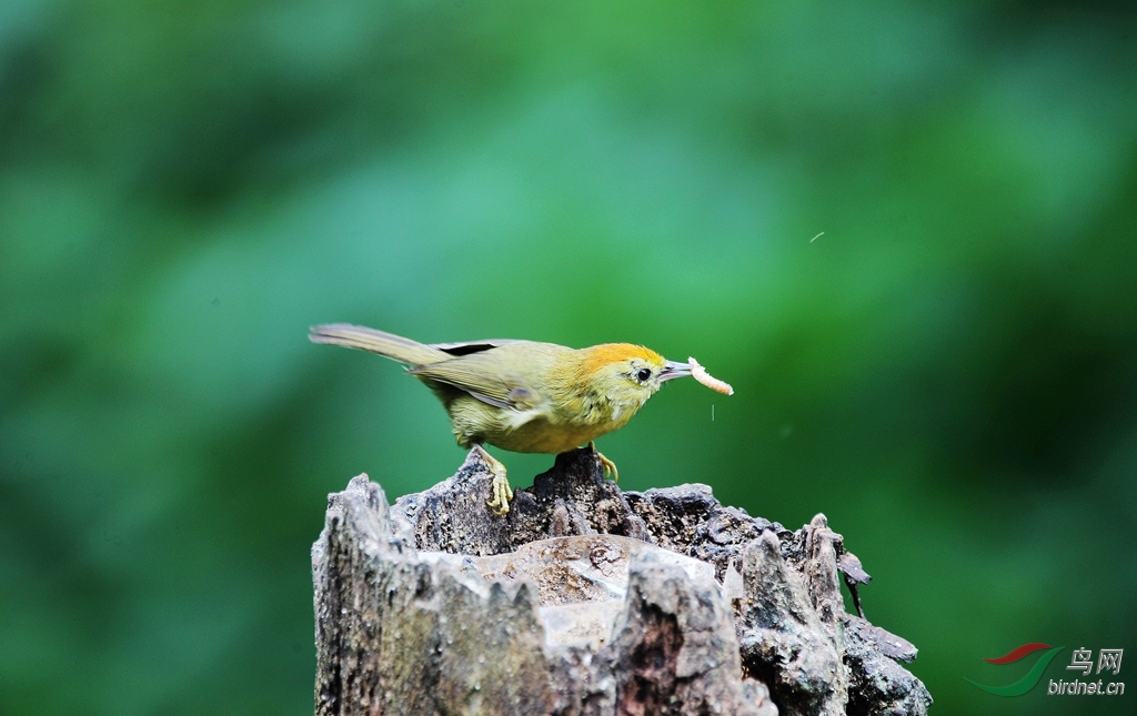 ��ͷ����