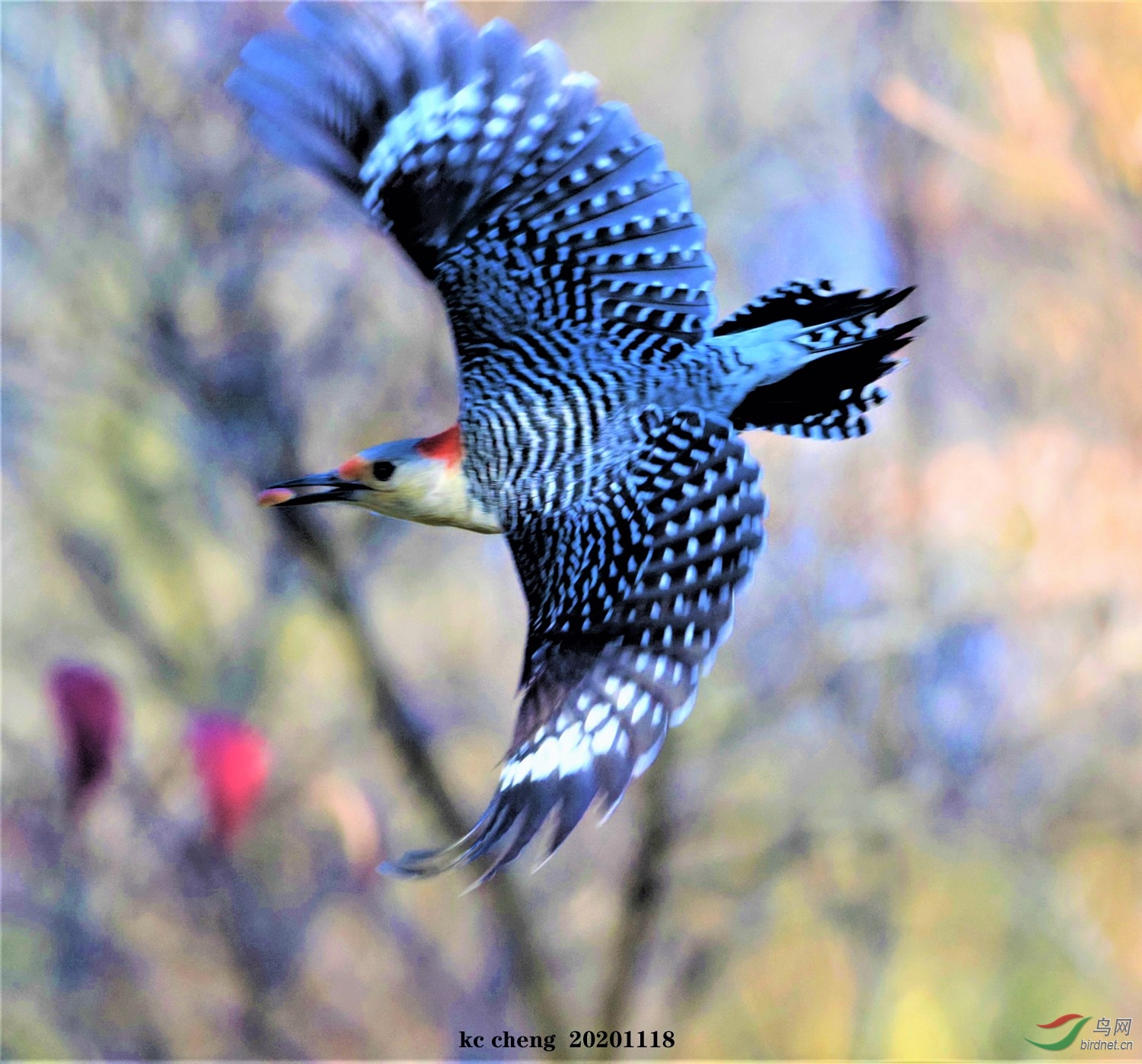 红腹啄木鸟飞姿