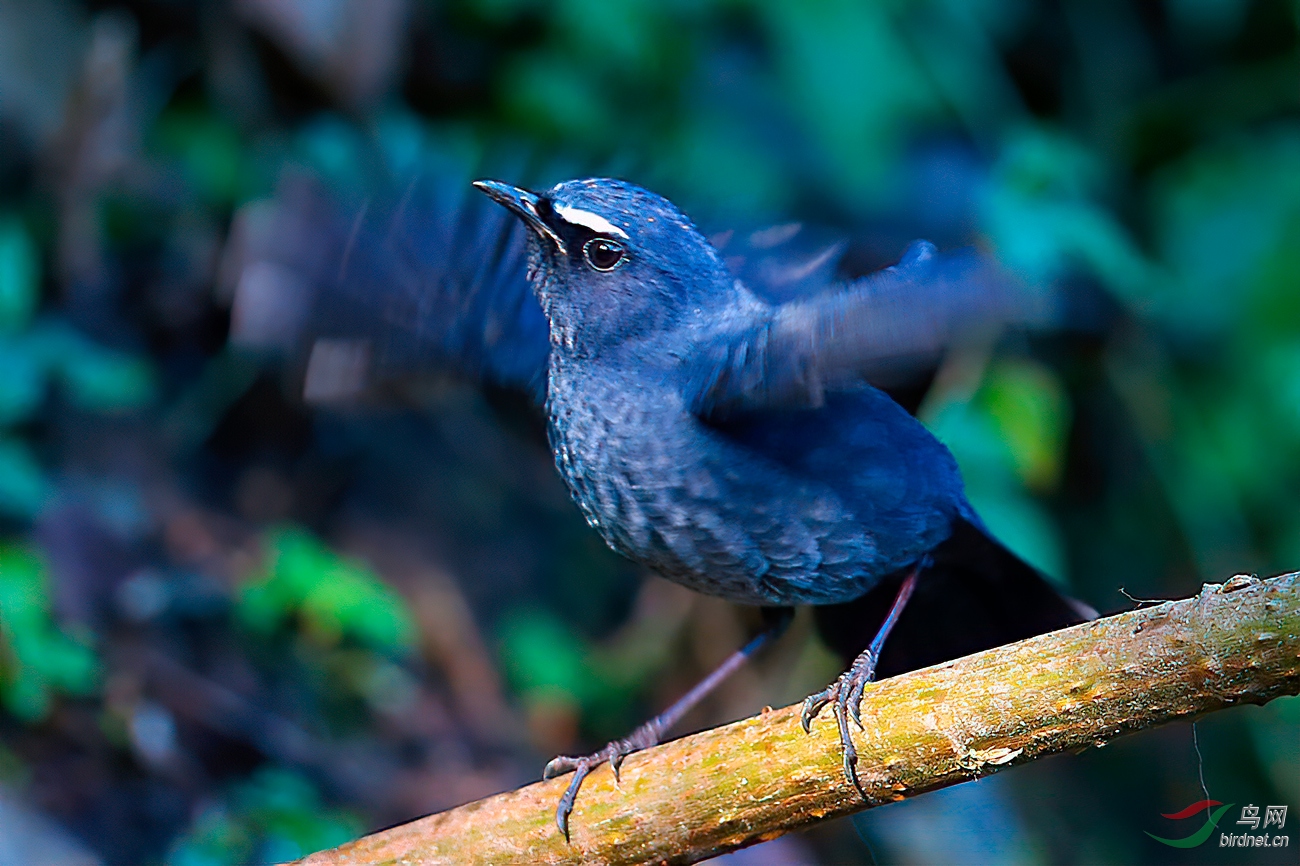 蓝短翅鸫