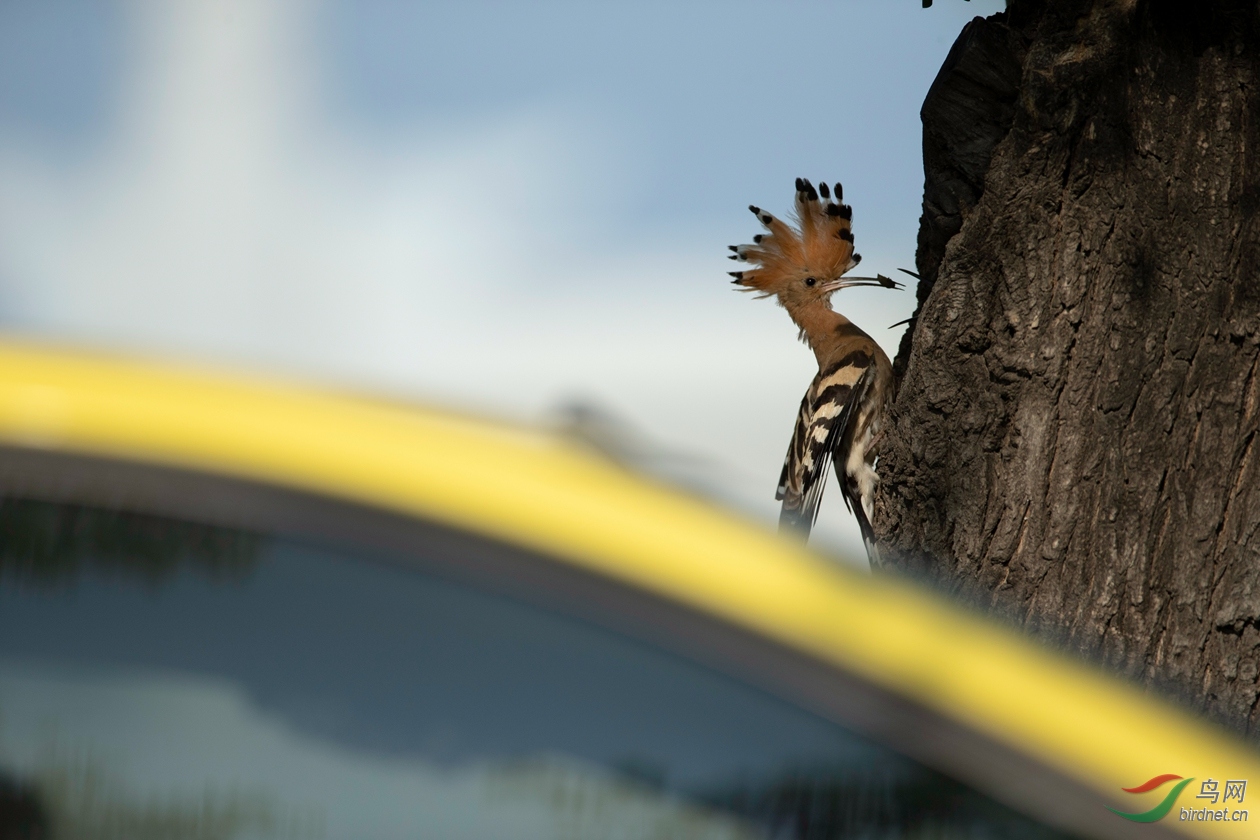 �����������Ĵ�ʤ�Ա�ʻ��