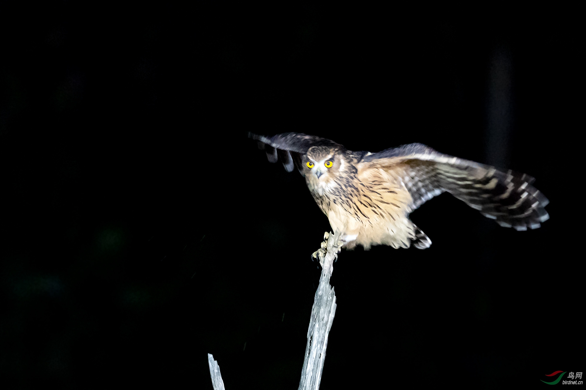 夜幕下的黄腿渔 