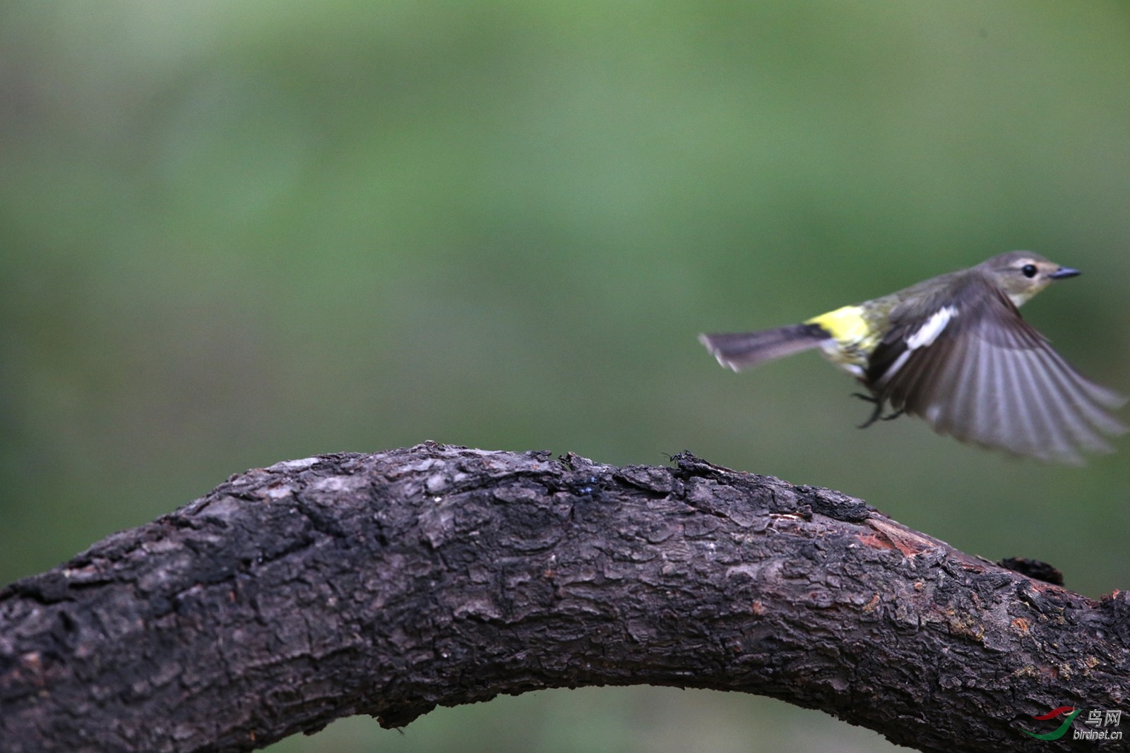 DJ4W5825��ֲ��ü����.JPG