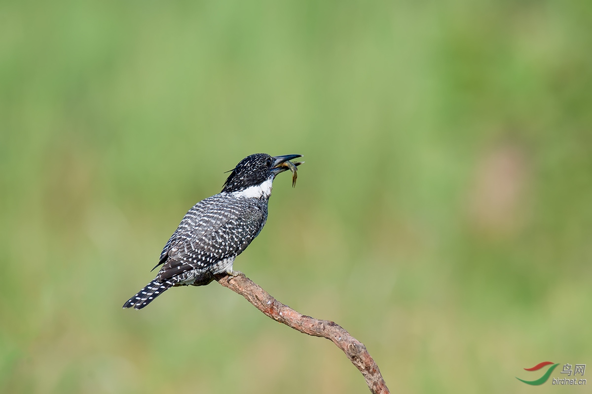 DSC_p7043.jpg