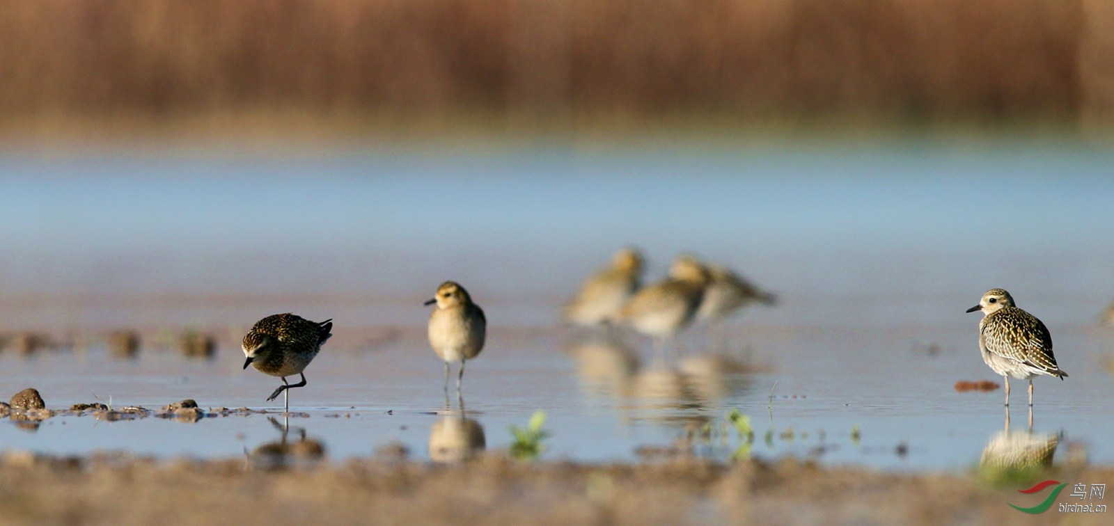 DJ4W9712����a.jpg