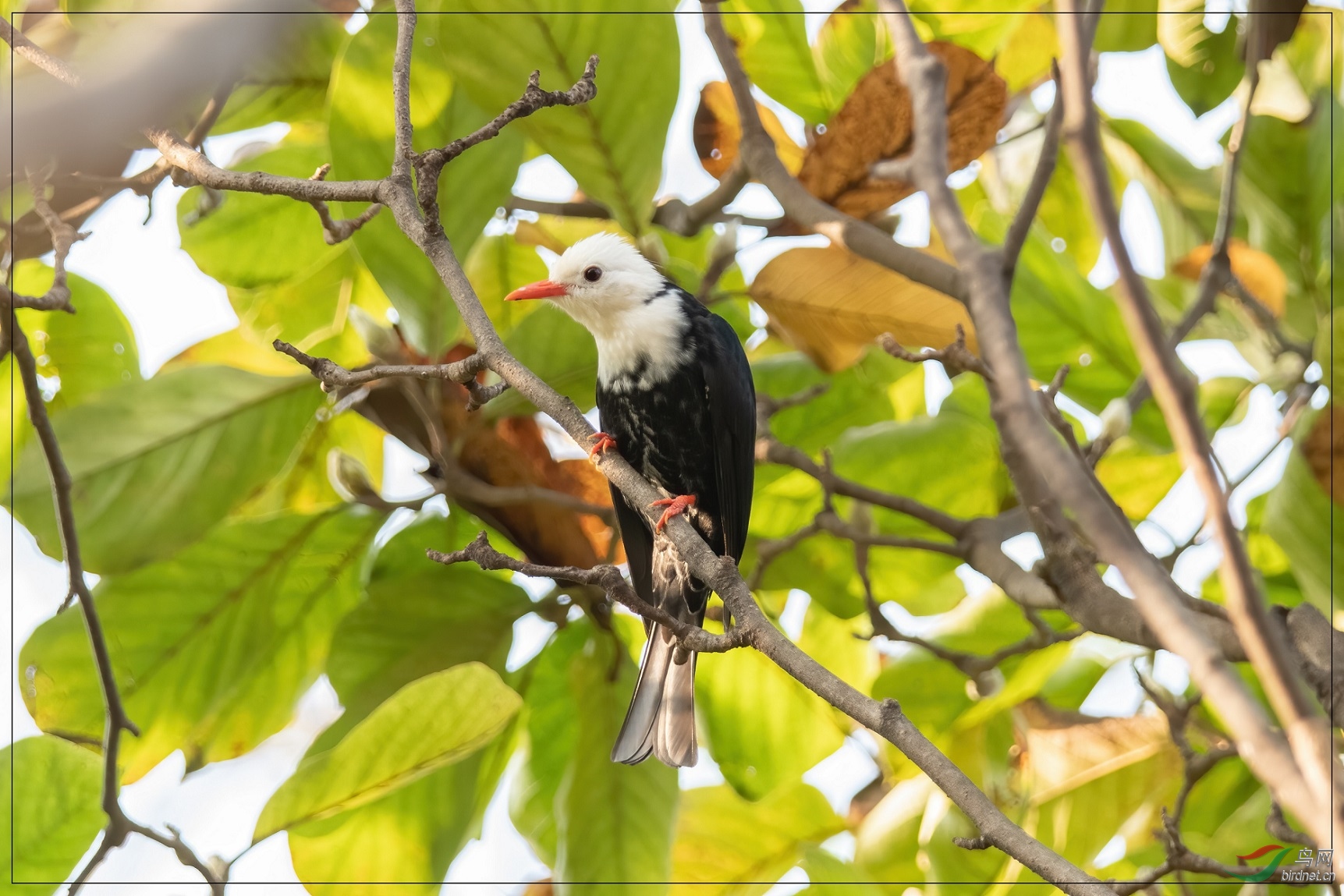 ������Ƥ��Ƥ����9.44��