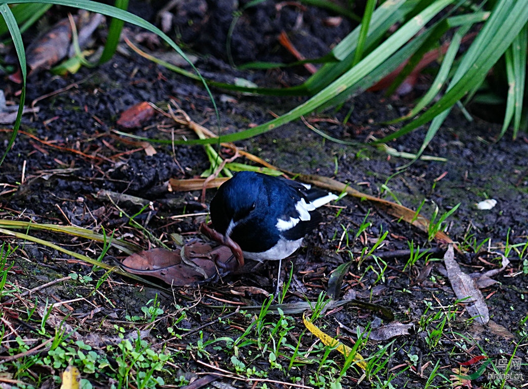 鹊鸲吃蚯蚓