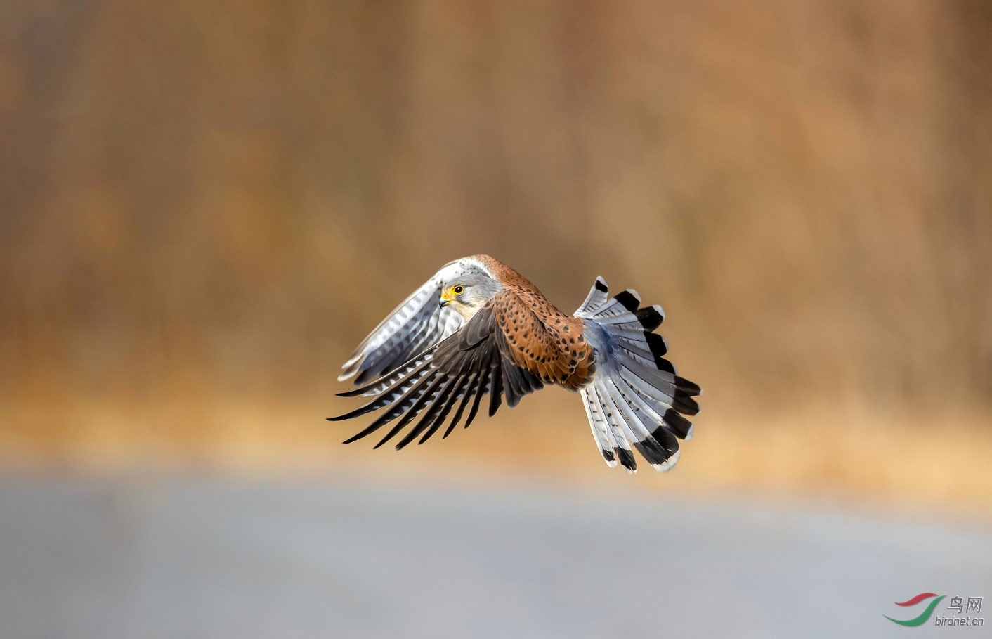 ����ģ��