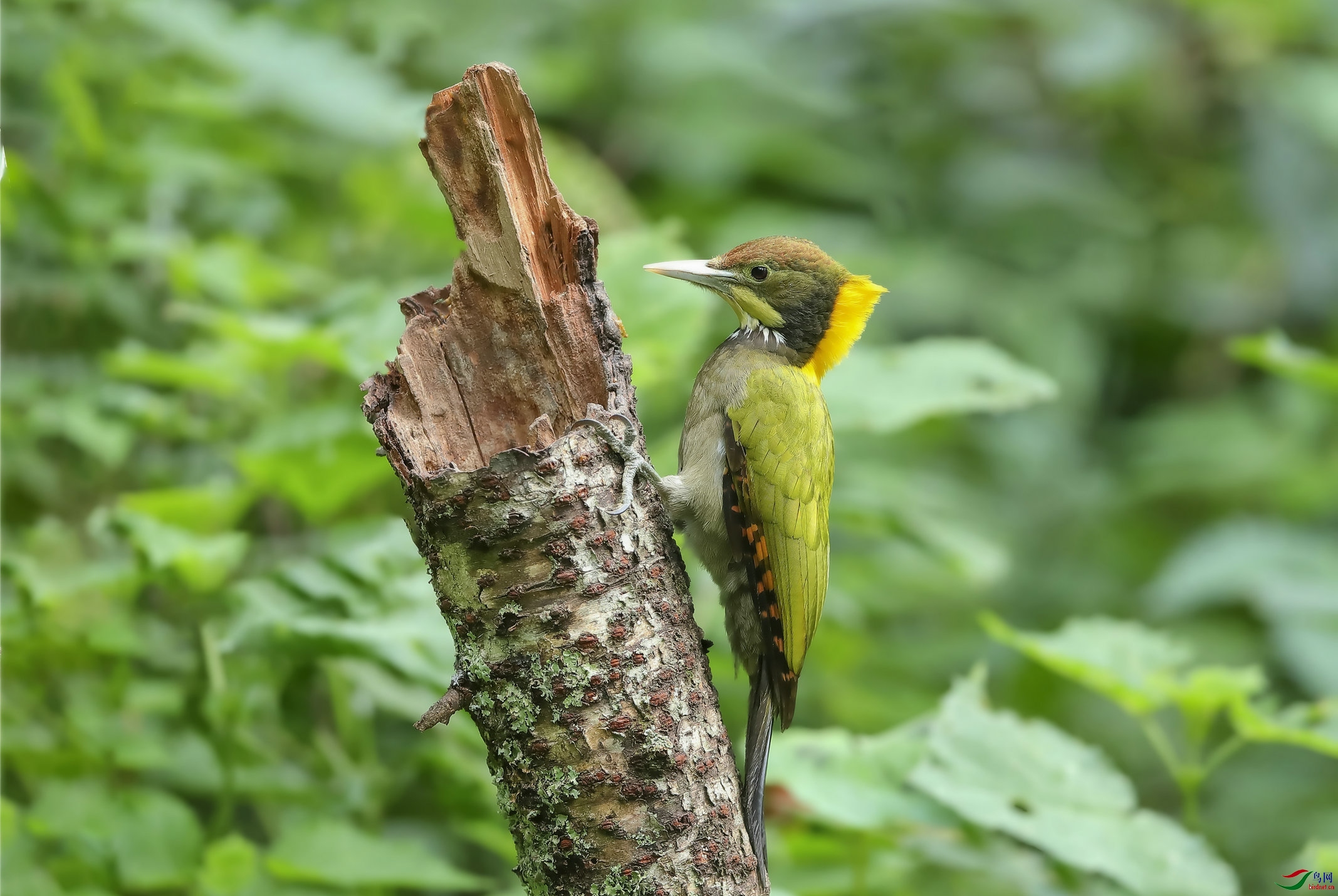 黄冠啄木鸟