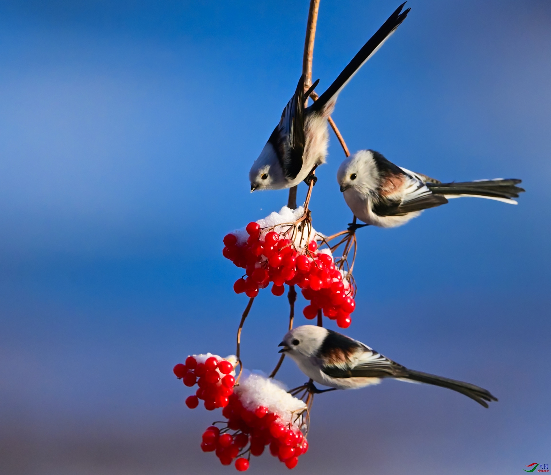 ѩ������������