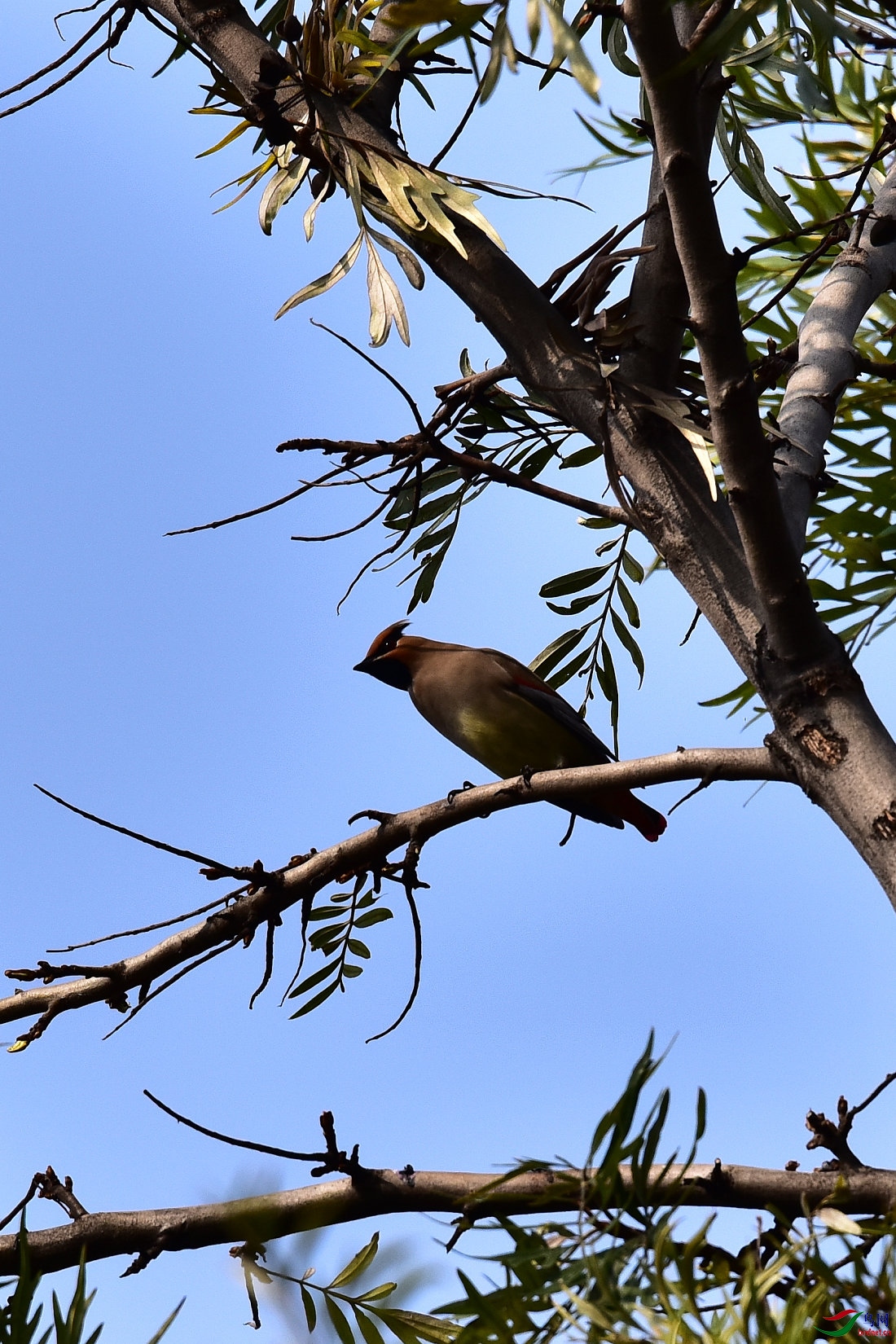 DSC_1393.JPG