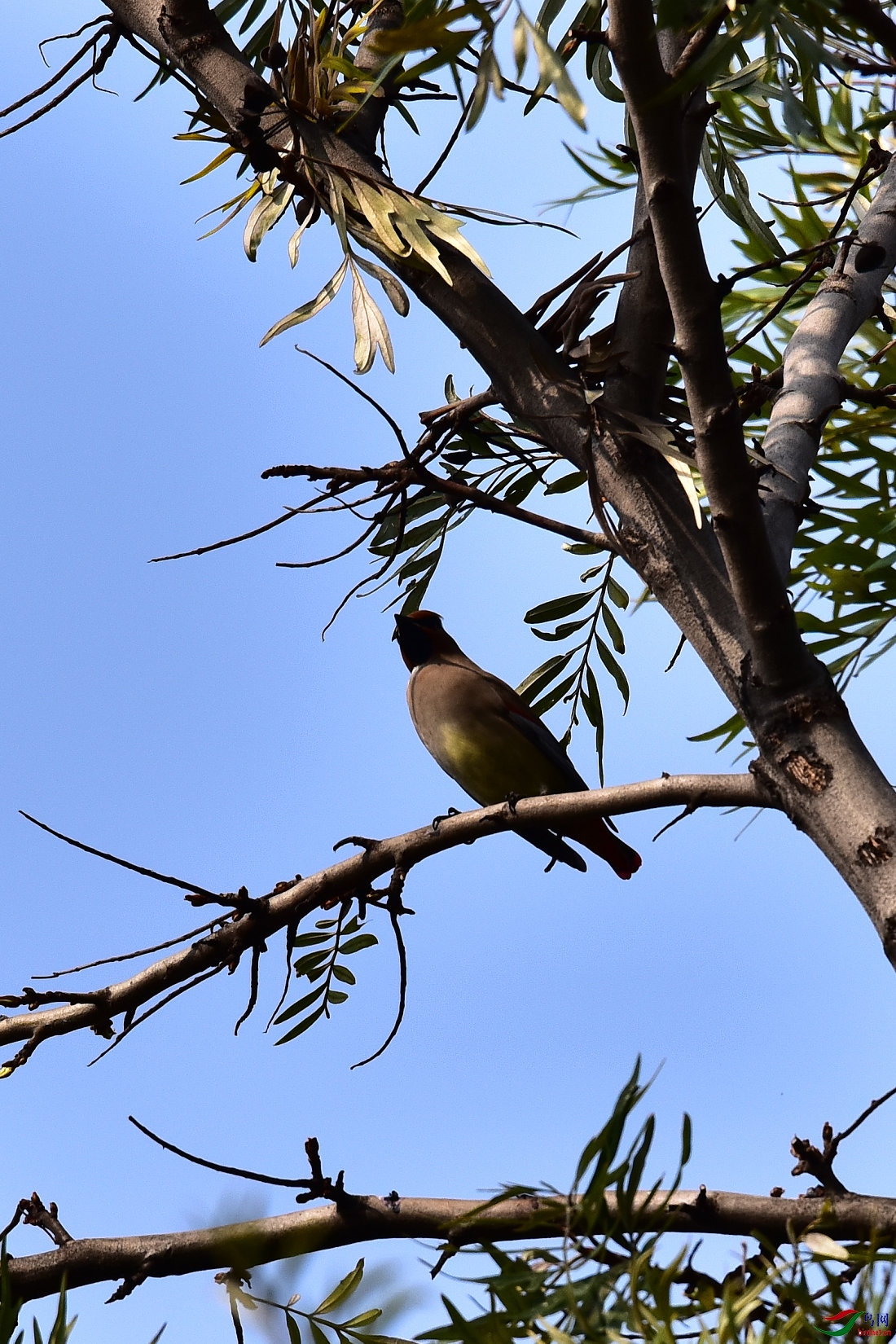 DSC_1394.JPG