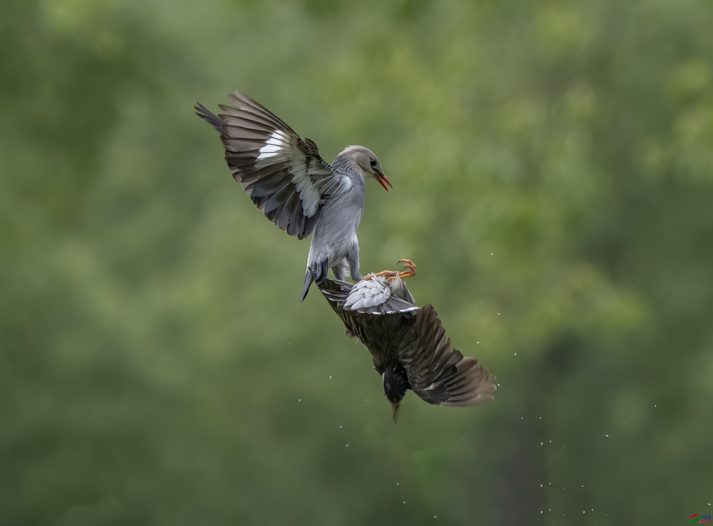 难以翻身~~灰掠鸟