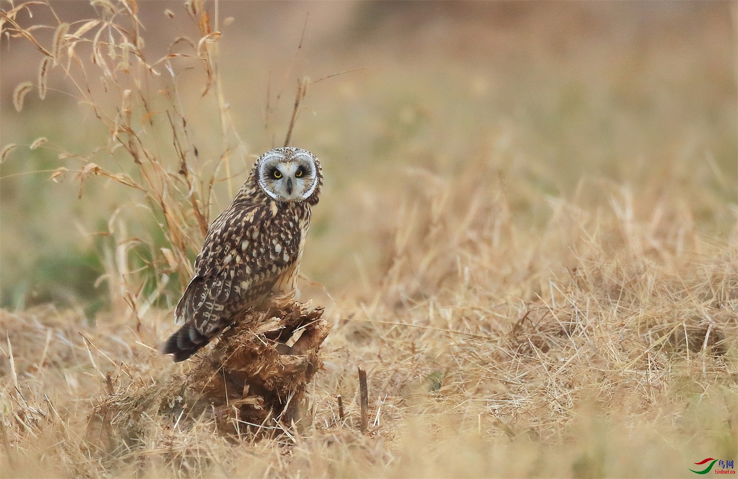 1111 - ���� (2).jpg