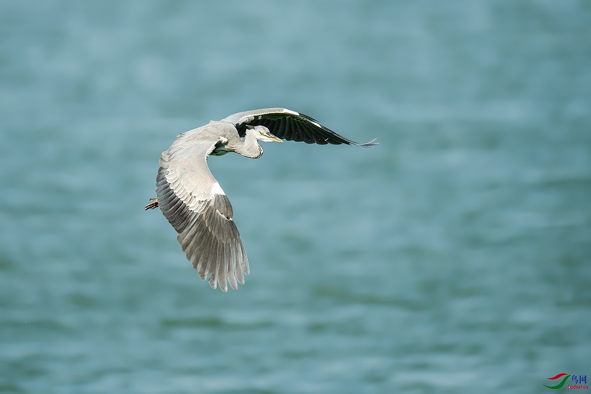 DSC_p9773.jpg