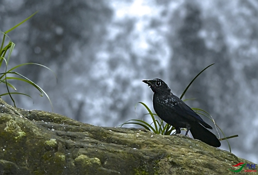 ������������̩