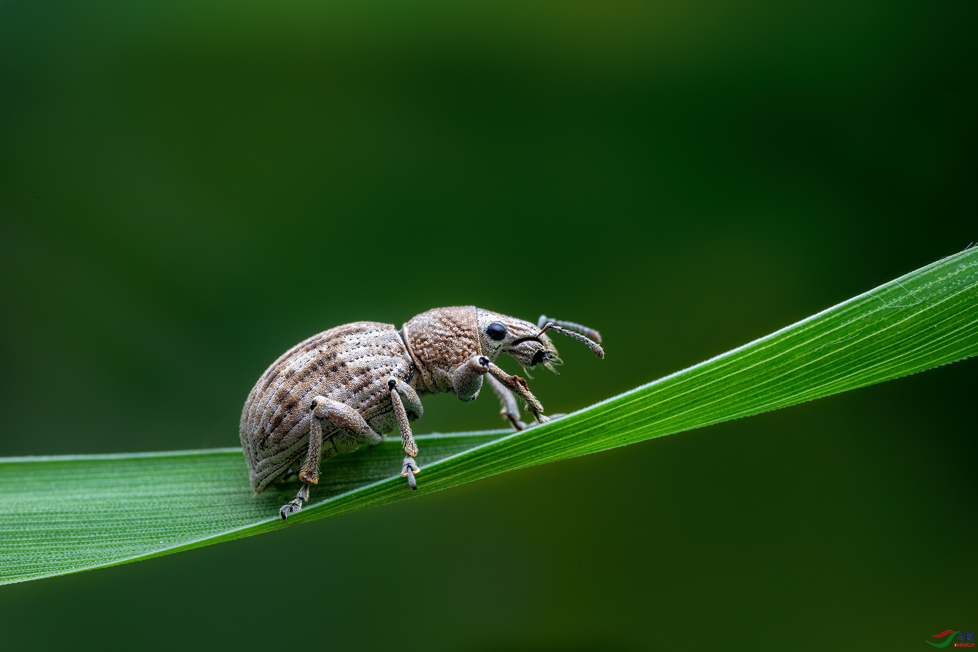 花生象甲【贺获首页精华】