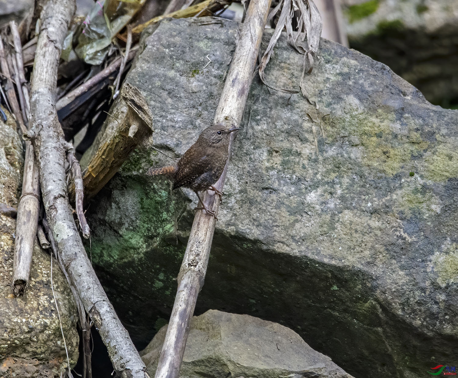 DSC_7437.jpg