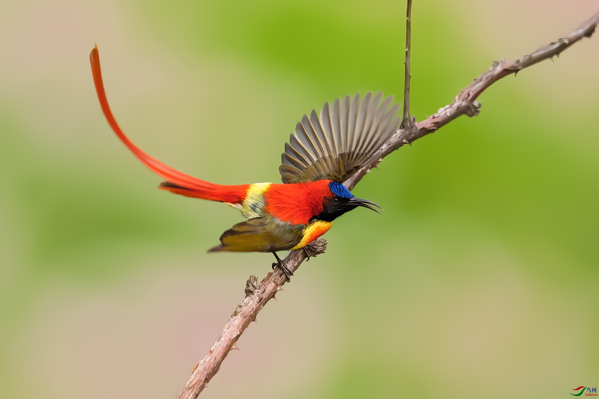 火尾太阳鸟(祝贺荣获首页精华)