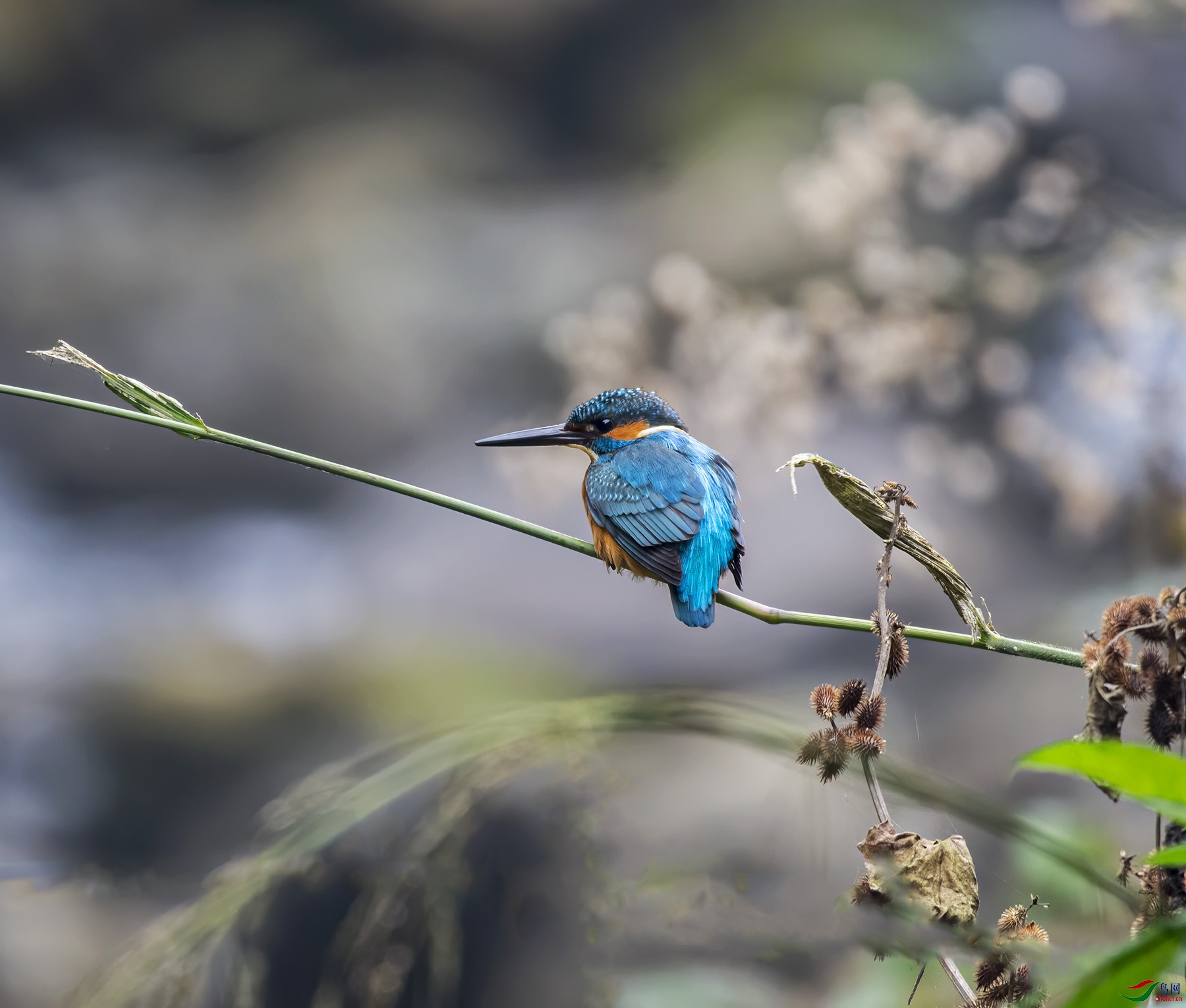 DSC_7195.jpg