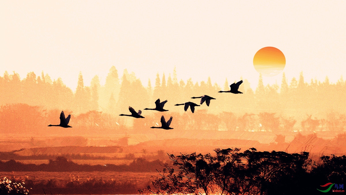 ������Ӱ