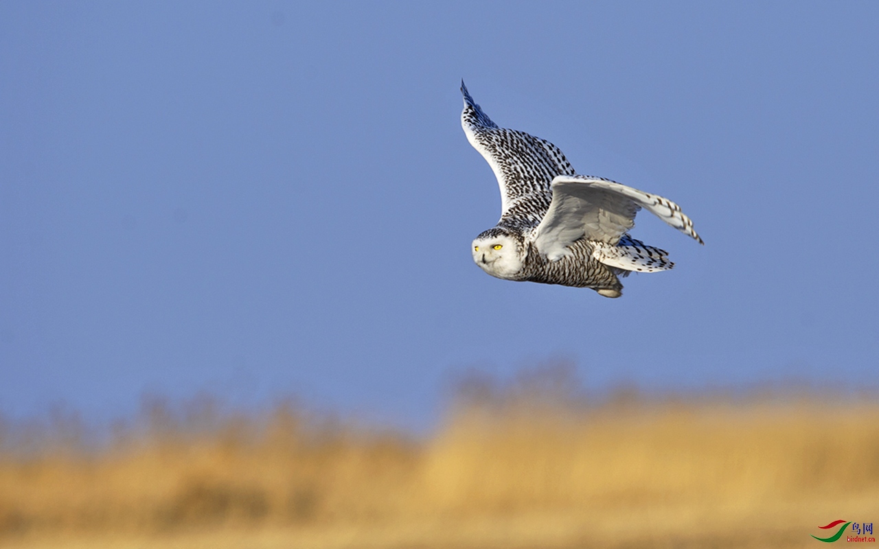 DSC_9487b.jpg