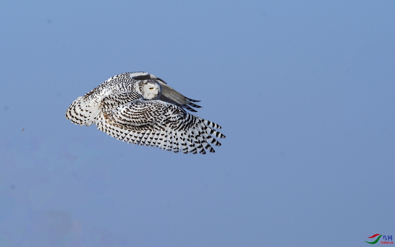 DSC_8927b.jpg
