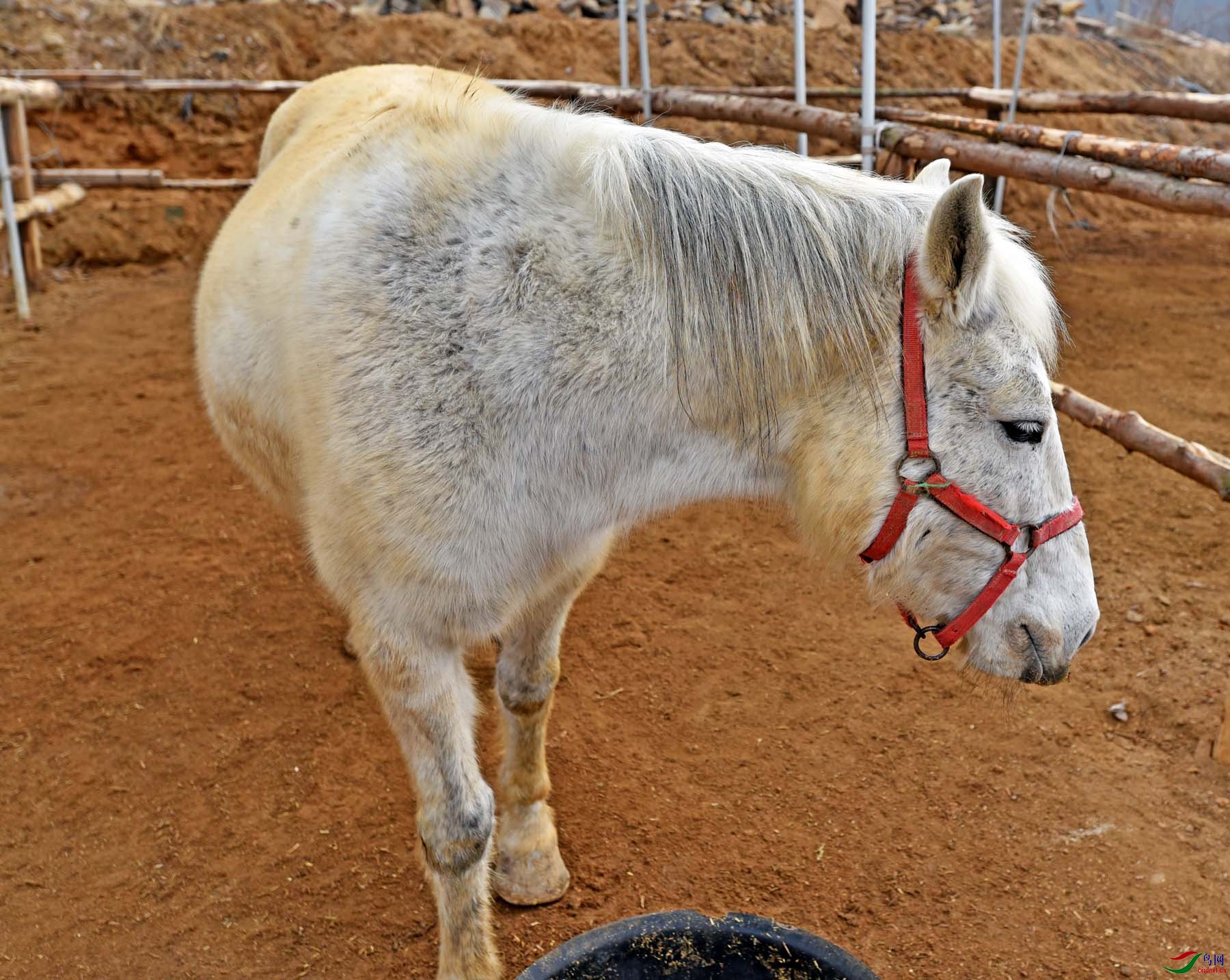 世界上最小的马种图片
