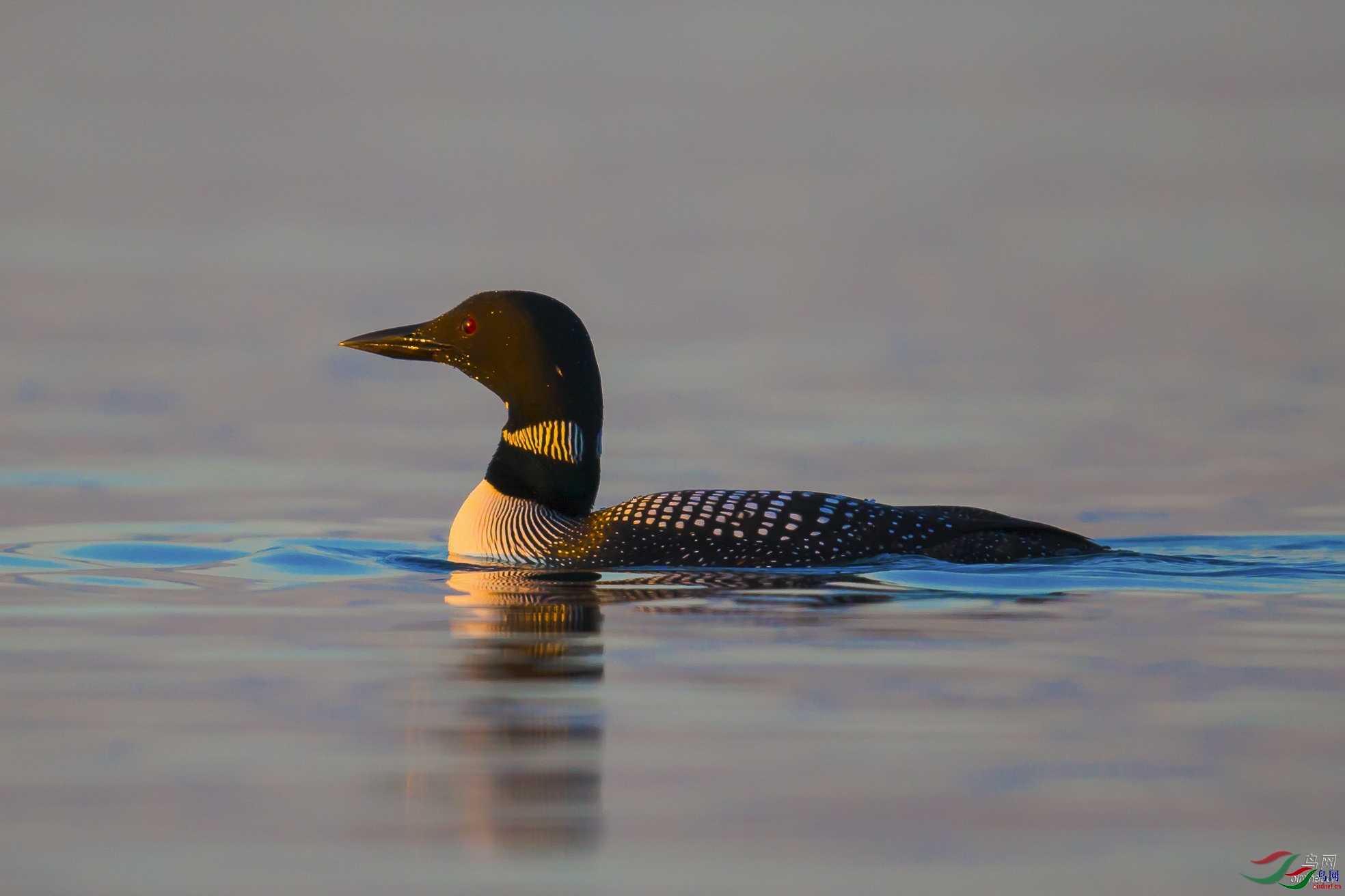 WOLF��ԭ�� ��ʦ�����ڼ��ô�.jpg